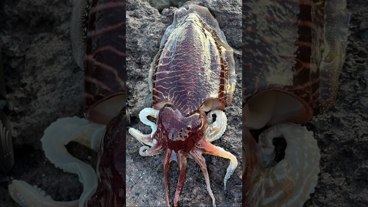 Sepia XXL &hellip;#sepia #eging #pesca #hart