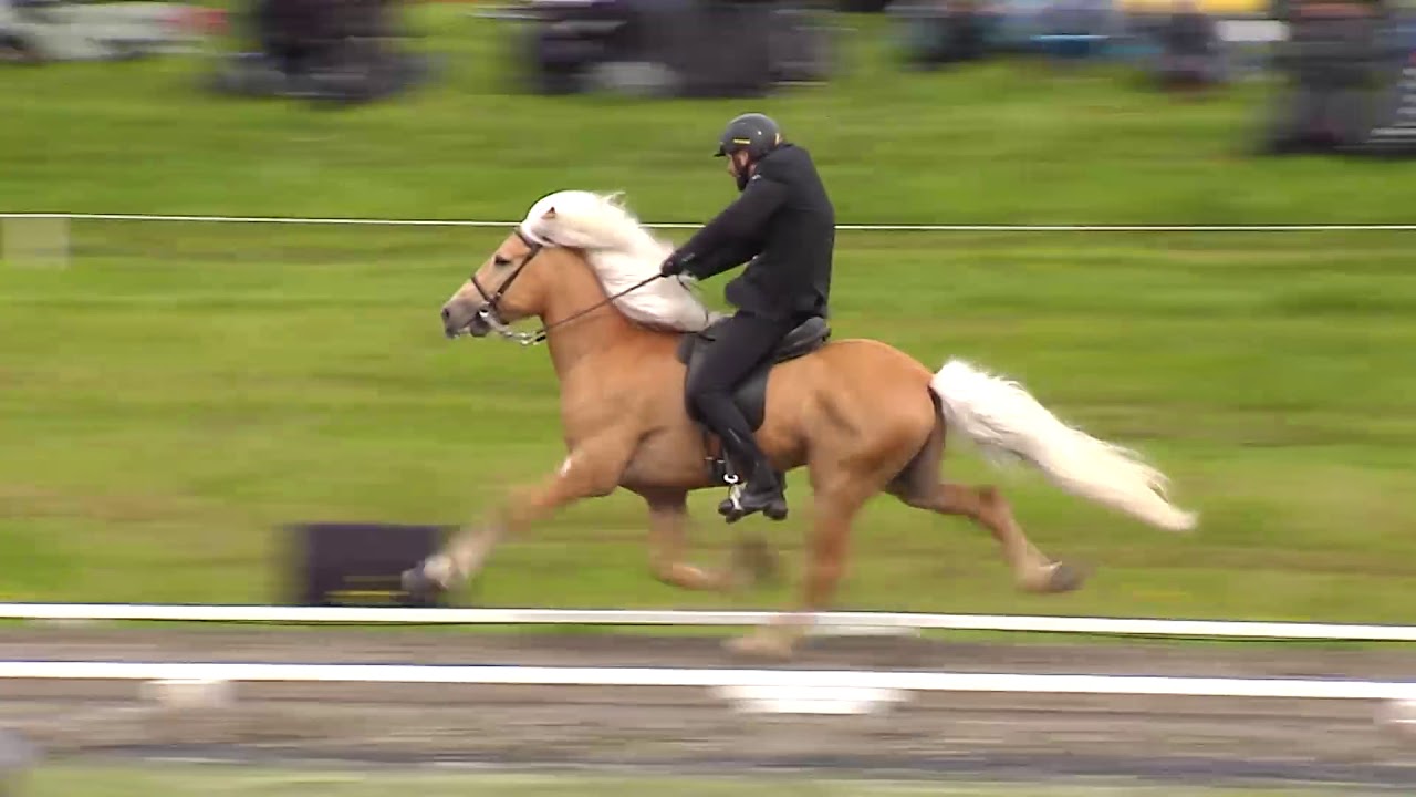 Draupnir frá Stuðlum LM 2018