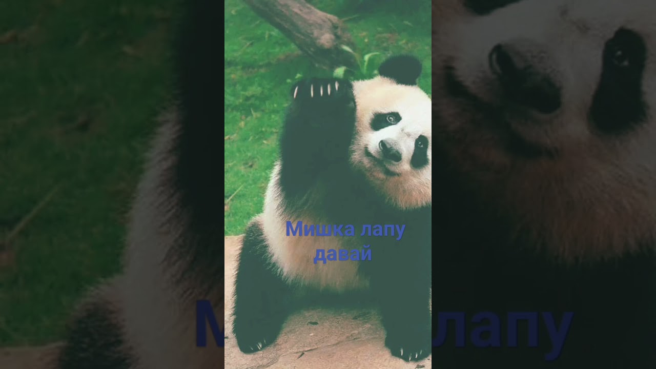 мишка лапу давай .