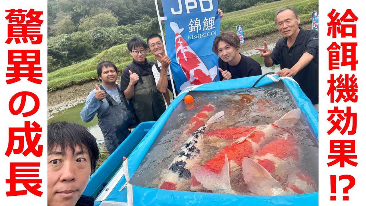 【池揚げ】錦鯉むらかみ2025