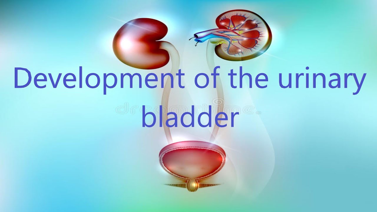 Development of the urinary bladder and urethra made easy (detailed)
