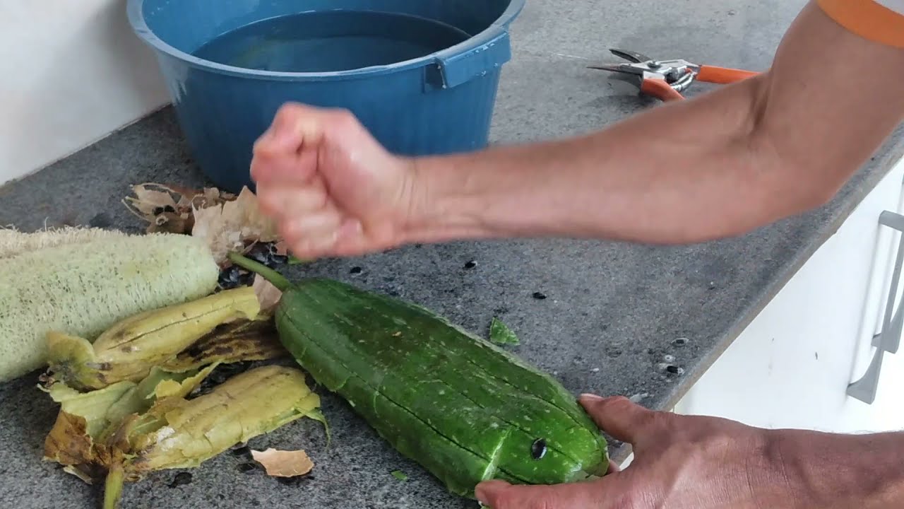 Colheita e preparo da bucha vegetal - Vídeo aula 246 - Oficina Eu, a mata e a ArcelorMittal