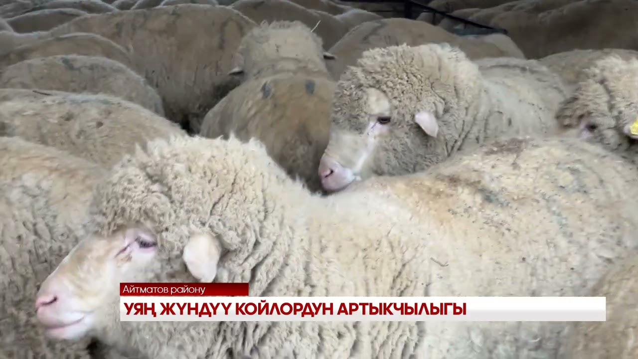 УЯҢ ЖҮНДҮҮ КОЙЛОРДУН АРТЫКЧЫЛЫГЫ