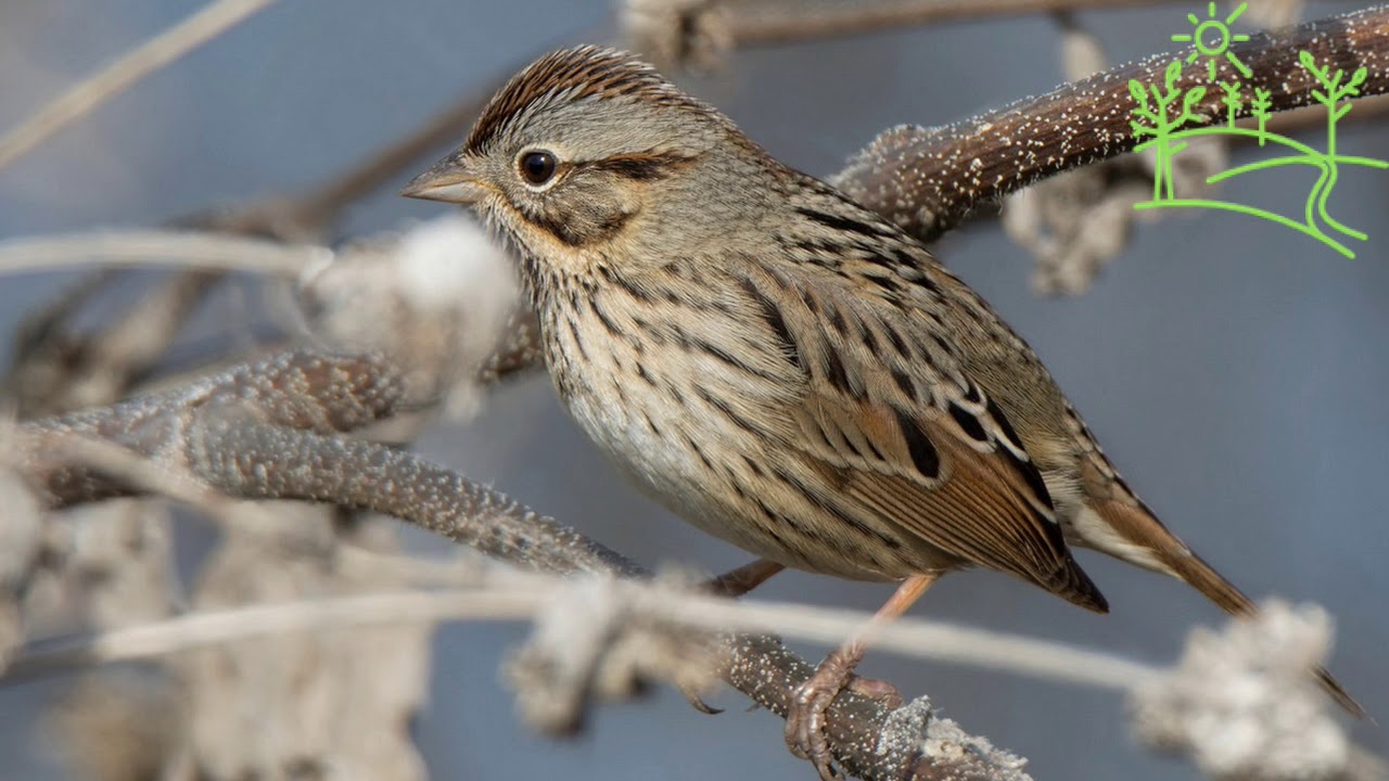 Голоса птиц Как поёт Лапландский подорожник (Calcarius lapponicus)