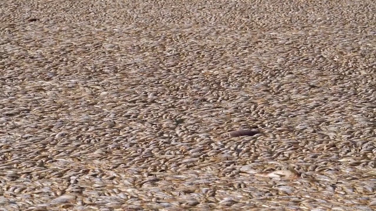 Why Are There Millions of Dead Fish in Australia?