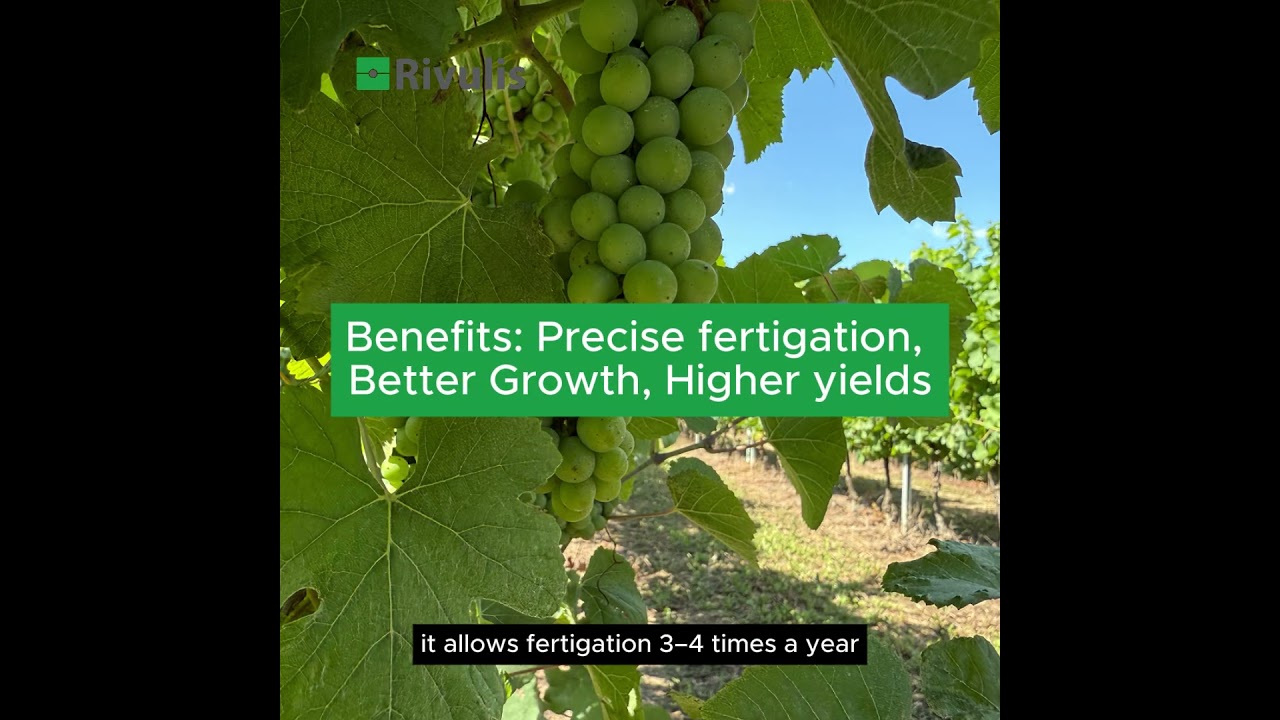 How This Italian Vineyard Achieved 100% Mechanization with Rivulis D5000 SDI