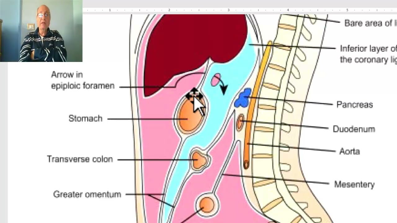 Anatomy GIT Module in Arabic 57 ( Peritoneum 3, lesser sac ) , by Wahdan