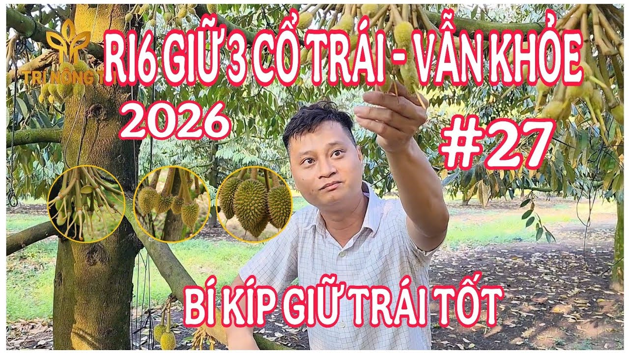 SẦU RIÊNG RI6 BA CỔ BÔNG KHÔNG RỤNG TRÁI NON 2026 | TRÍ NÔNG TN