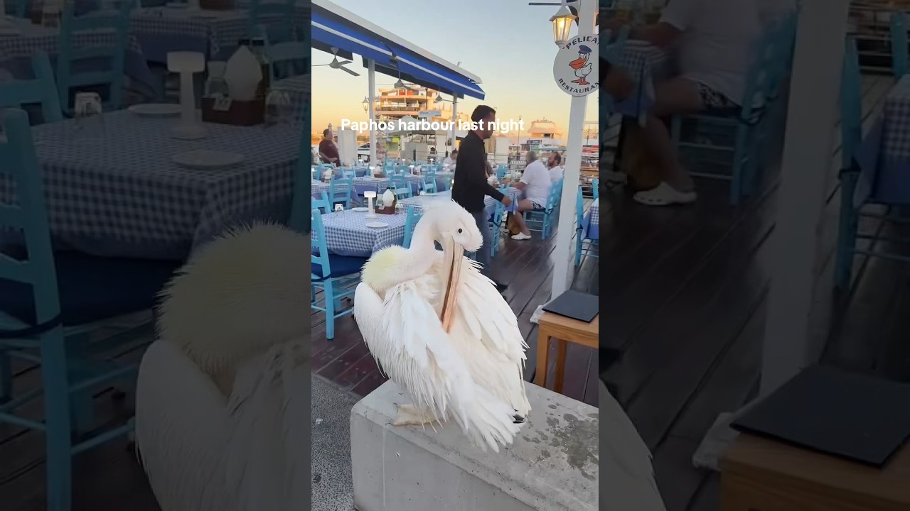 Paphos harbour last night #Paphos #paphoscyprus #cyprustravel #cyprustoday #paphosharbour