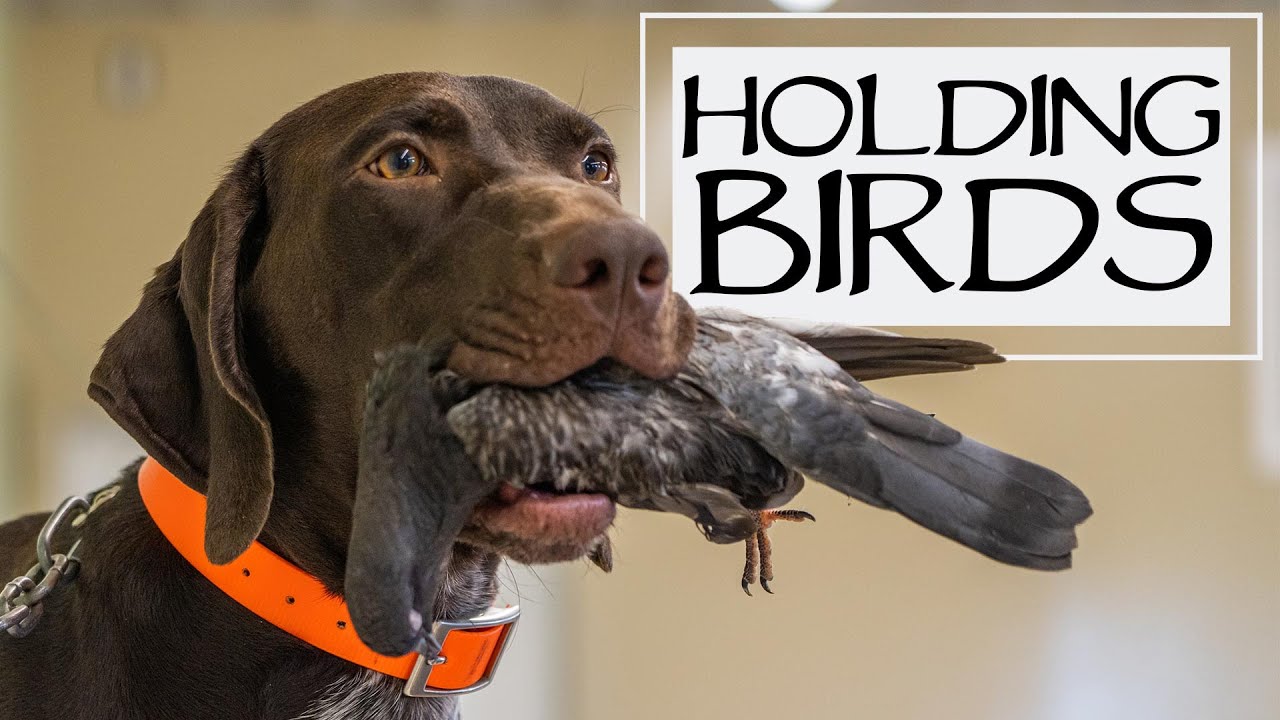 Trained Retrieve Step 5 - Holding Birds