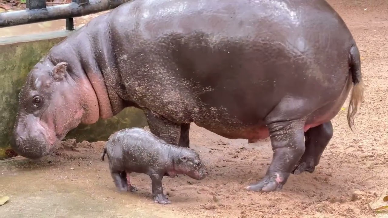 นาทีชีวิตใหม่… ในวันฝนตก เมื่อ “#หมูเด้ง” ลืมตาดูโลก #หมูเด้ง #ดูอะไรดี #zoo #animals #ชลบุรี