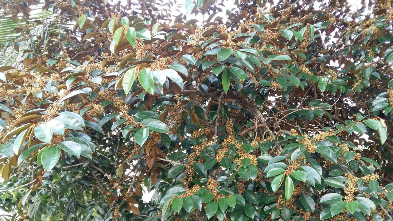 kỹ thuật trồng và làm trái cho cây vú sữa lò rèn đi trái sớm  phần2.