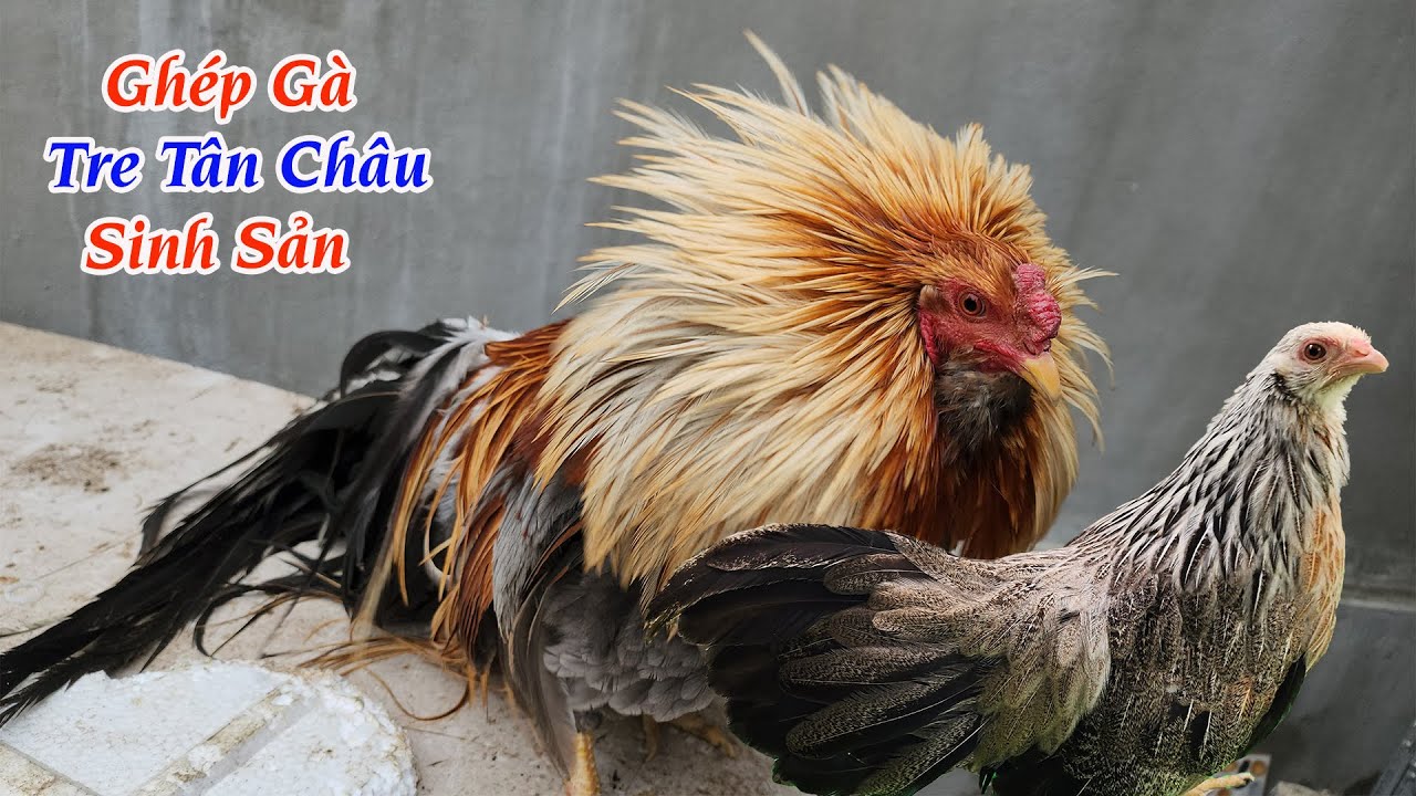 Ghép Gà Tre Tân Châu Sinh Sản - Tặng Chim Vẹt Vì Bị Hàng Xóm Nhắc Nhở | Tuấn Nghịch TV