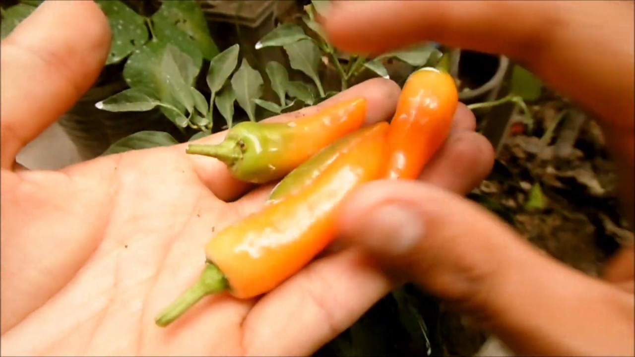 COMO Y CUANDO COSECHAR PLANTAS DE AJ&Iacute; - CHILE