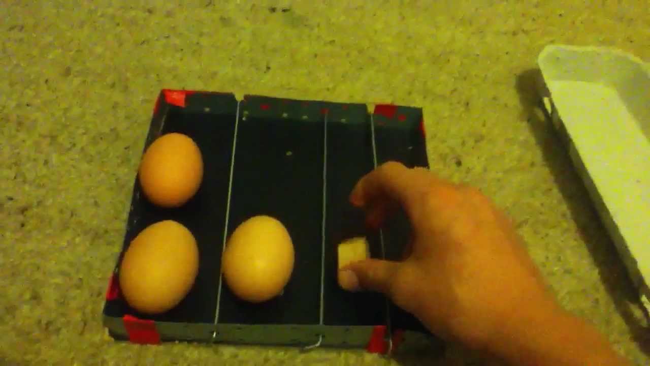 How to make a automatic egg turner for your incubator