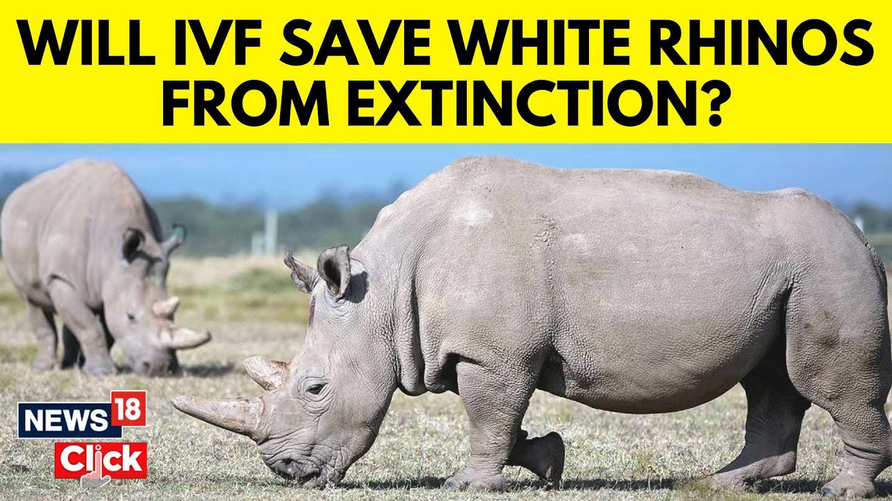 White Rhinos | First IVF Pregnancy | Can It Save The White Rhinos From Extinction? | N18V | News18