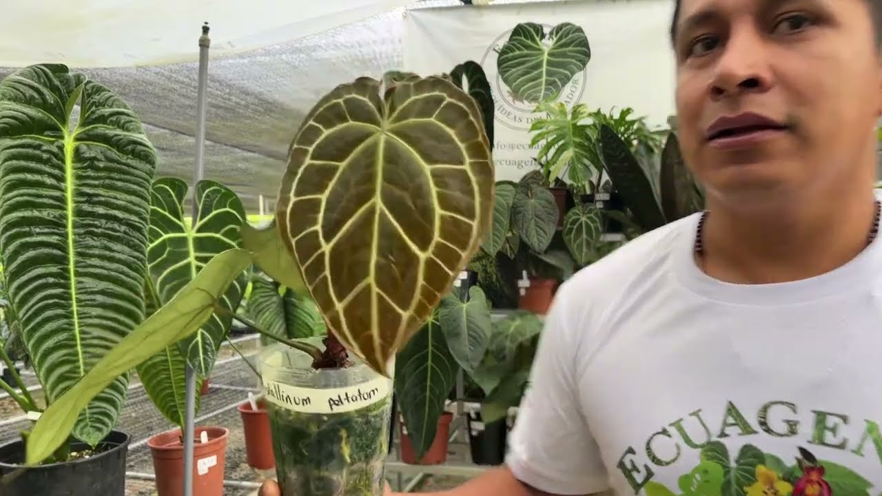 Ecuagenera Aroids Live Sale