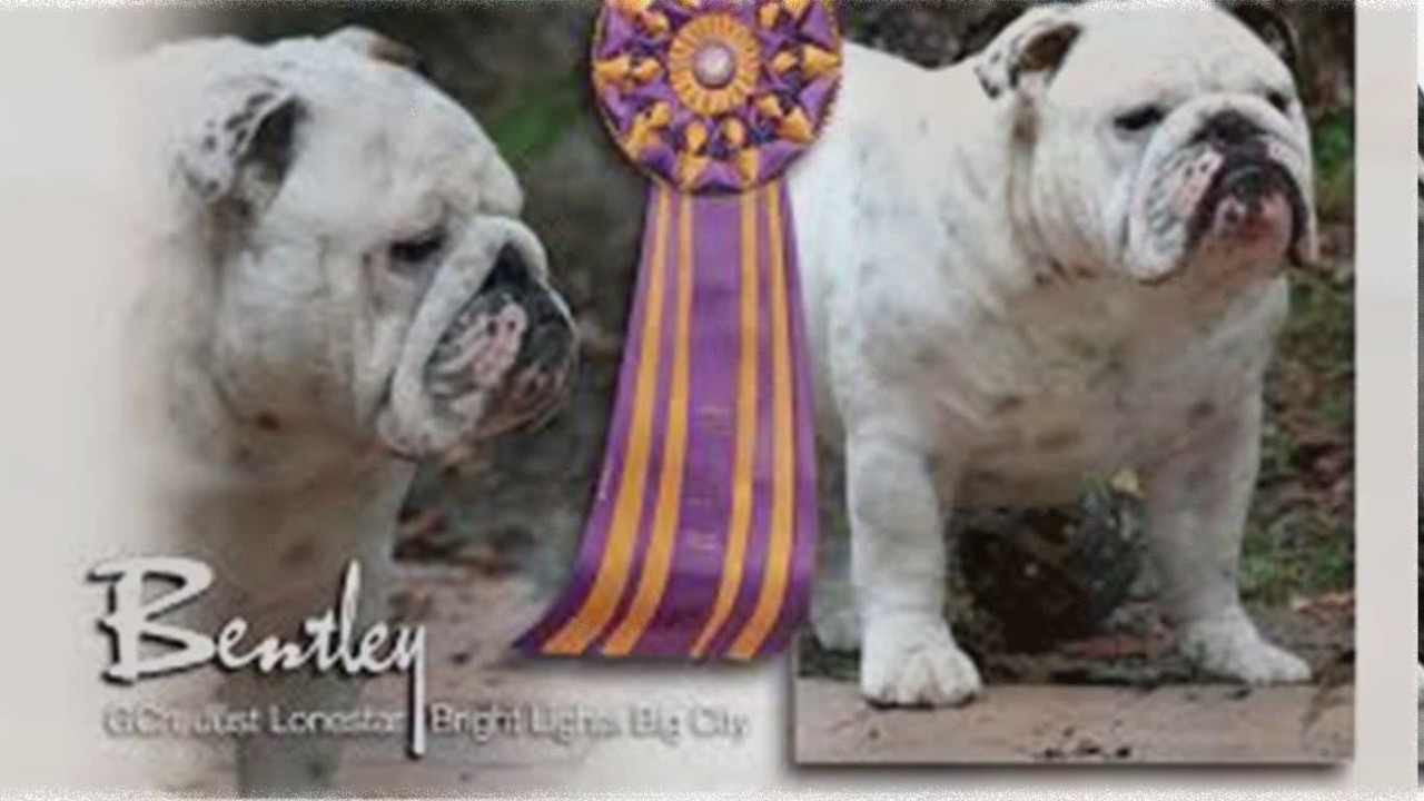 bentley the bulldog