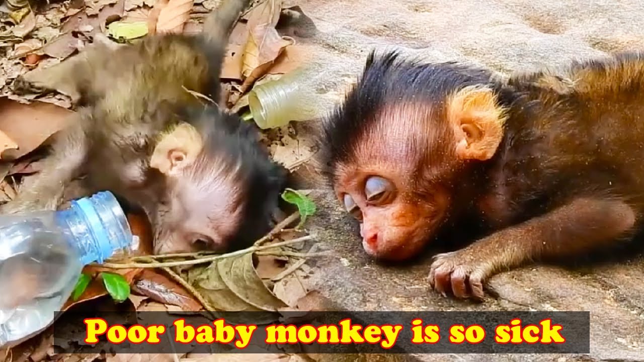 So heartbreaking! The little monkey was getting weaker and weaker, lying on the ground.