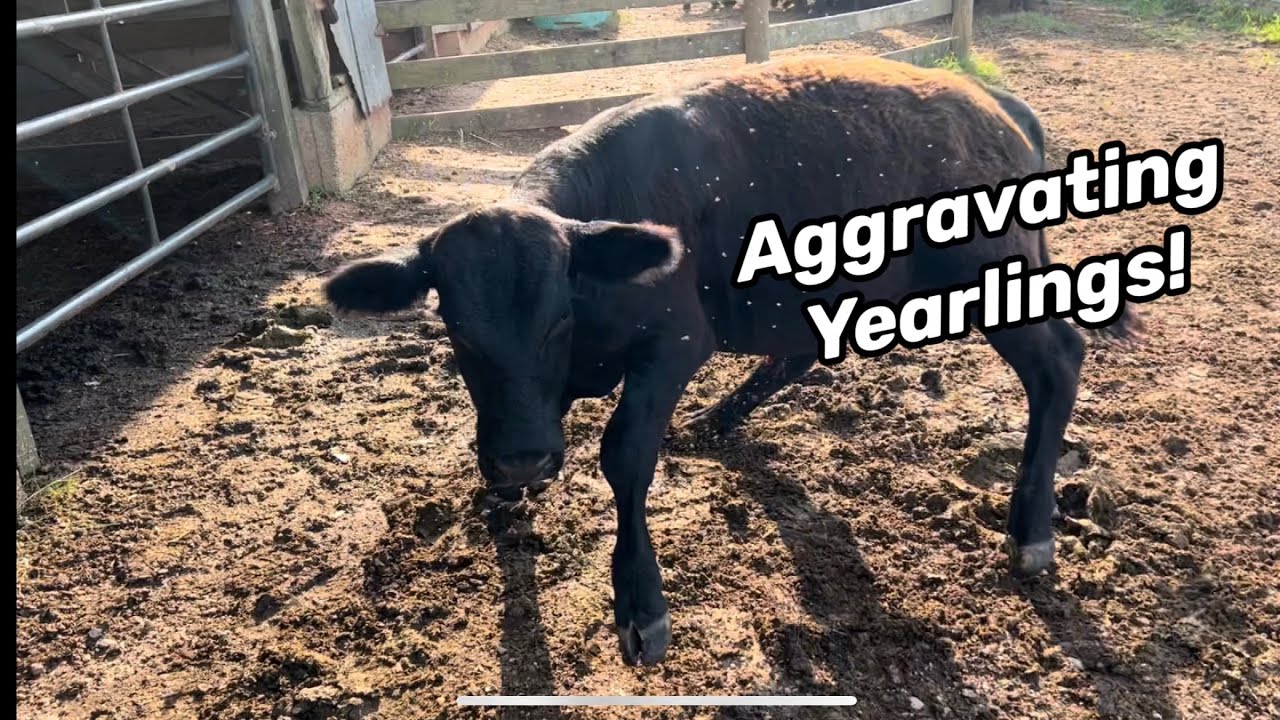 Weaning Calves!  2023