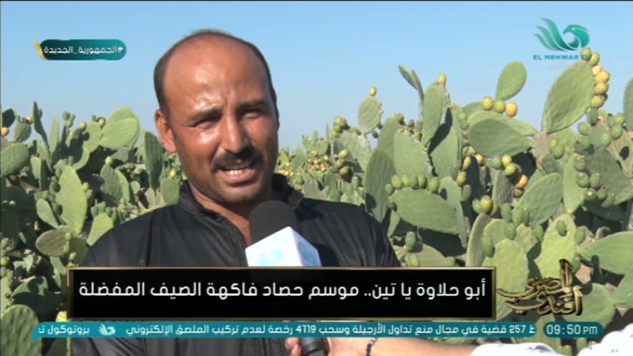 موسم حصاد فاكهة الصيف المفضلة .. التين الشوكي