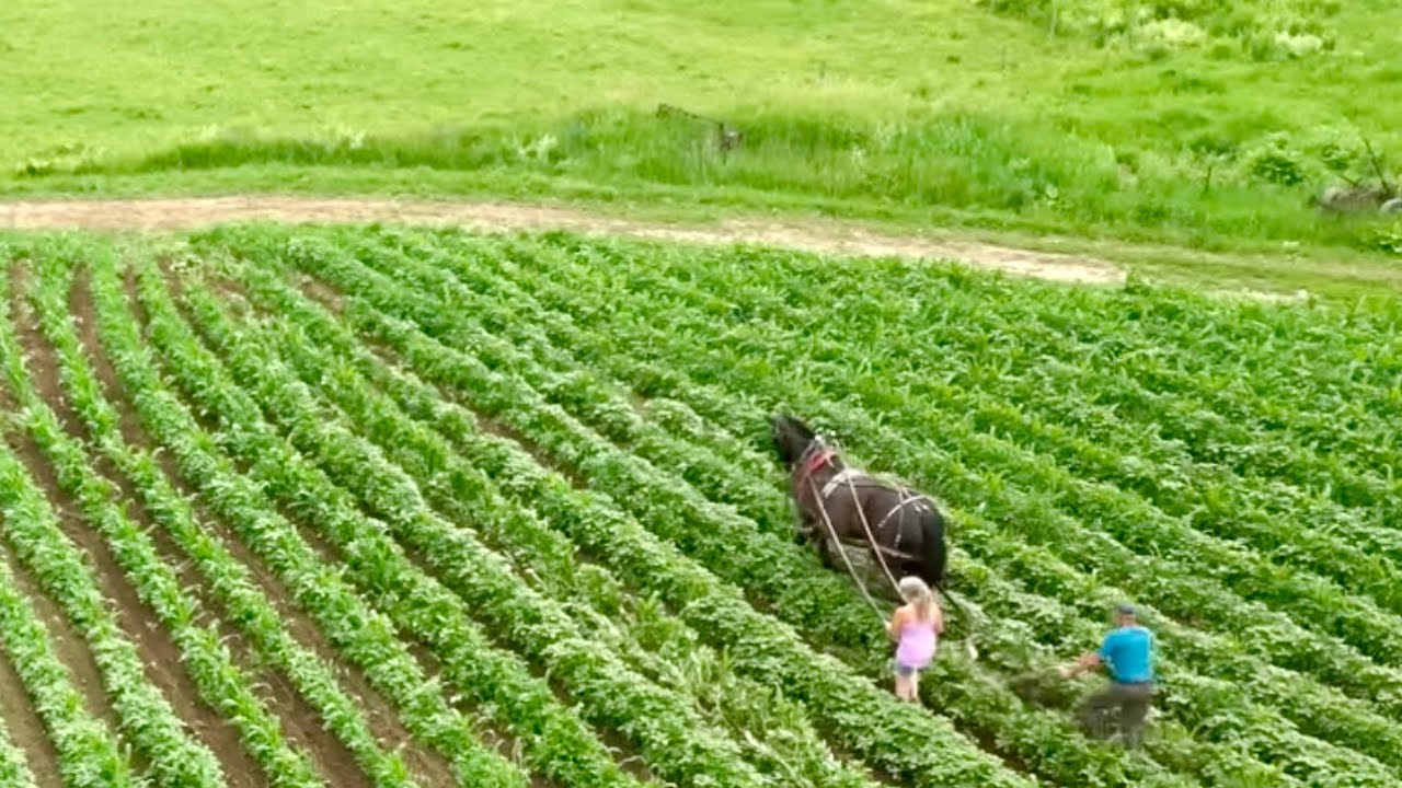 A Little Bit of Everything!! // Draft Horse Farming & Logging #505