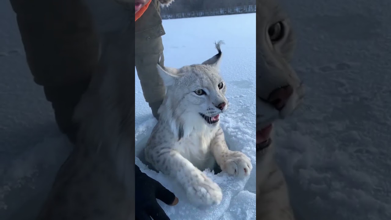 encontramos a este lince iberico blanco