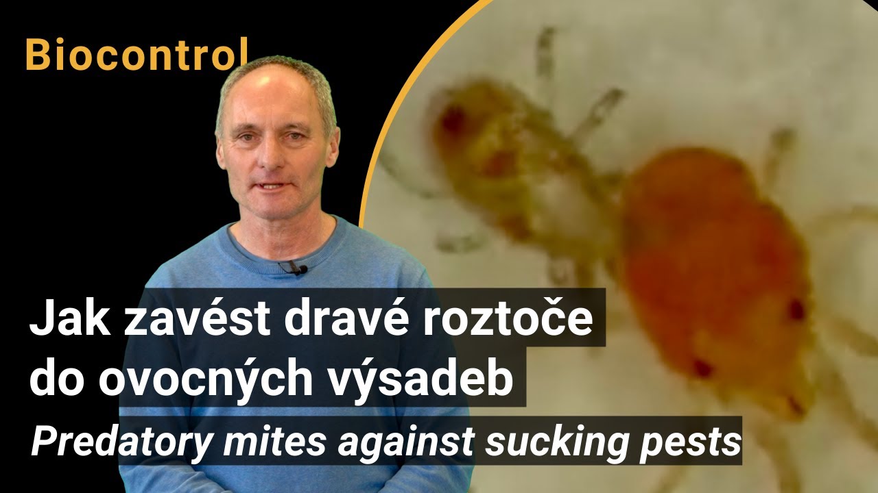 Jak zavést dravé roztoče do ovocných výsadeb