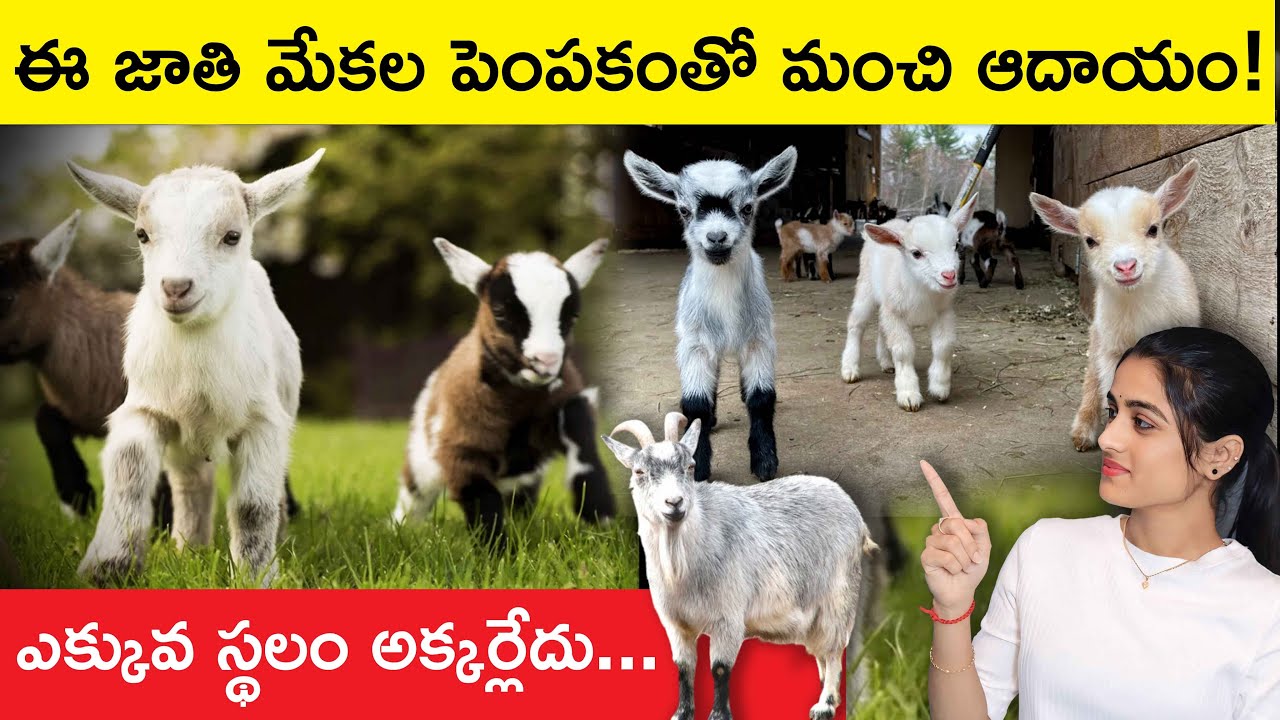 World's Smallest Goat Farming | Pygmy Goat Farming in Telugu | Goat Farming in Telugu