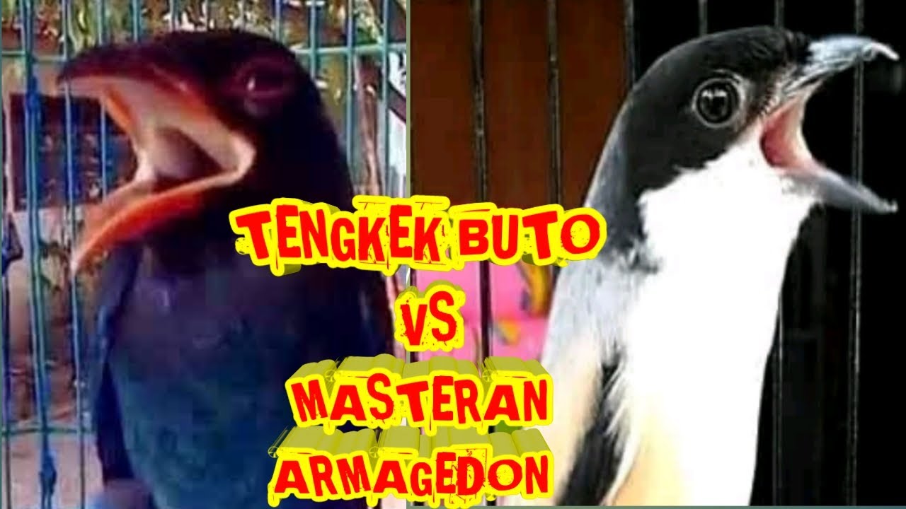 MASTERAN TENGKEK BUTO MIX ARMAGEDON NEMBAK PANJANG MUDAH DITIRU UNTUK CENDET CUCAK IJO KACER MURAI !