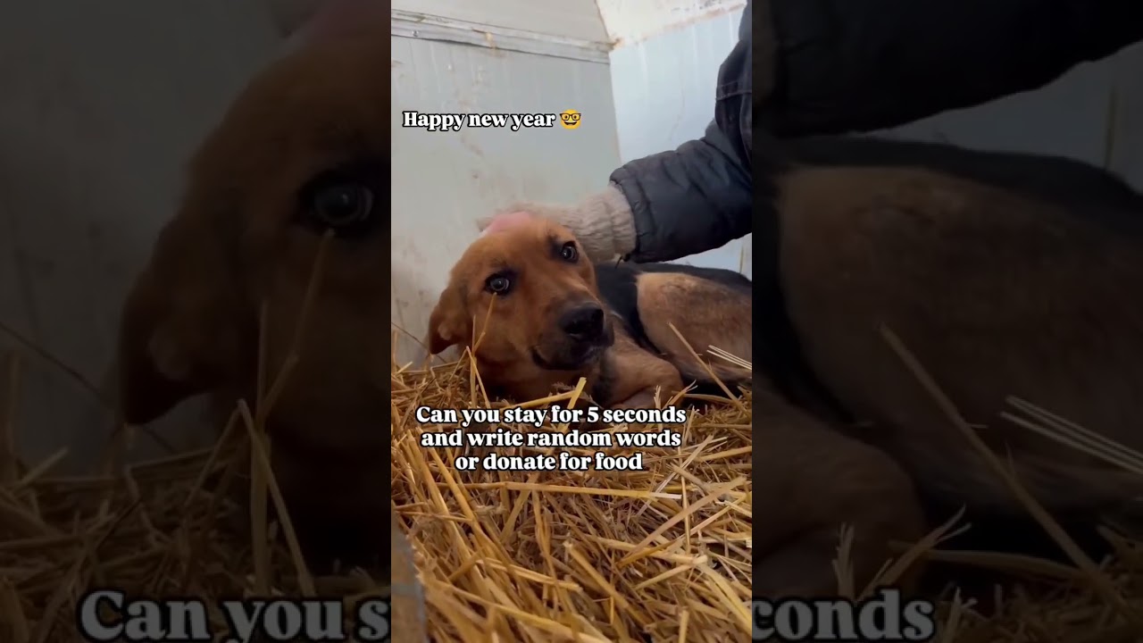 please let's help this rescue link in bio to donate some thing 🙏 