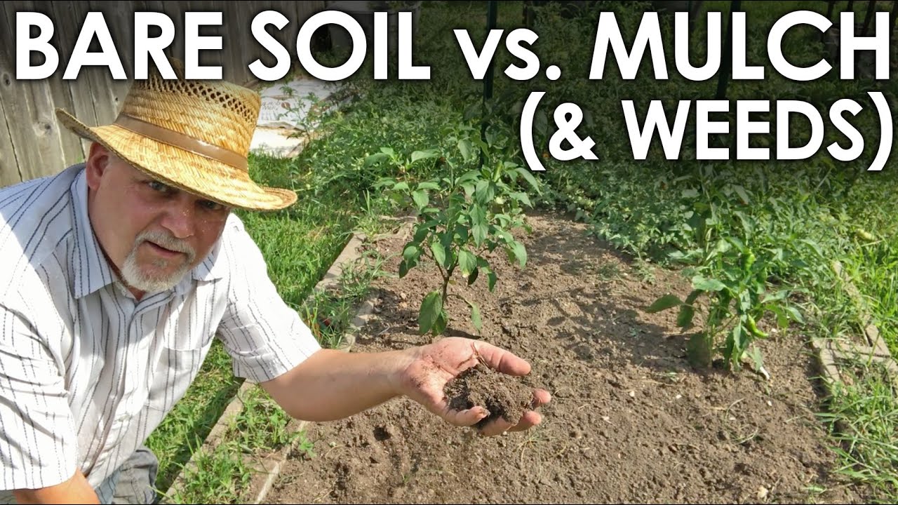 Bare Soil vs. Mulch (and what about WEEDS?) || Black Gumbo