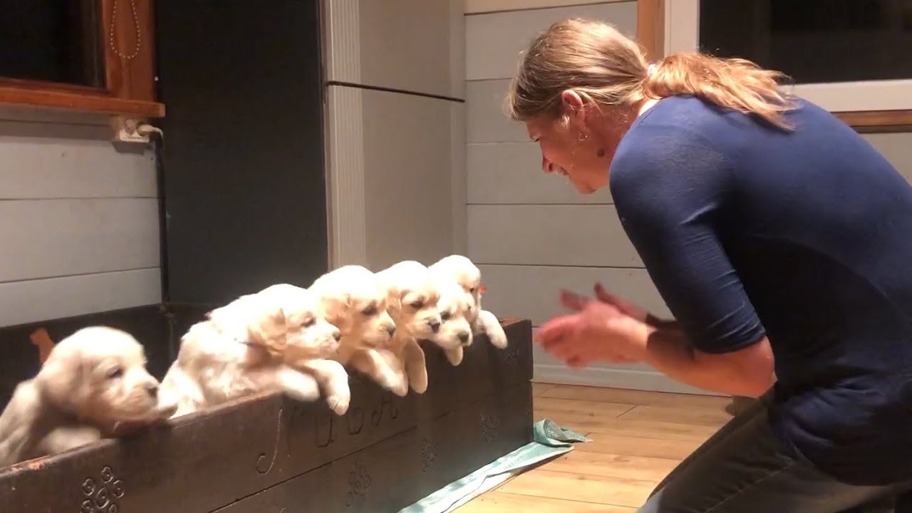 Homestead dog kennel. Life with Golden Retrievers