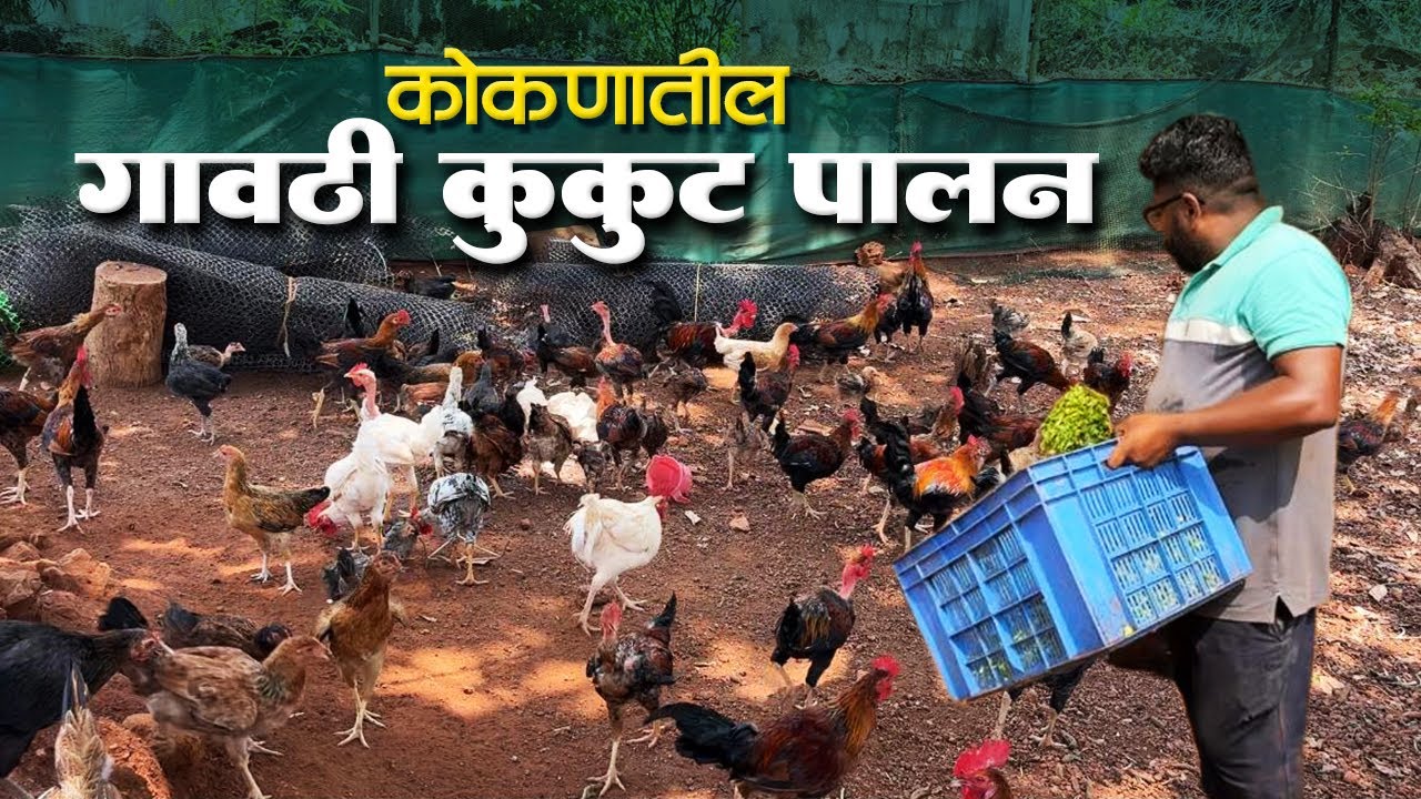 कोकणातील अस्सल गावठी कोंबड्यांचे कुकुट पालन | कुकुटपालन आणि व्यवसाय
