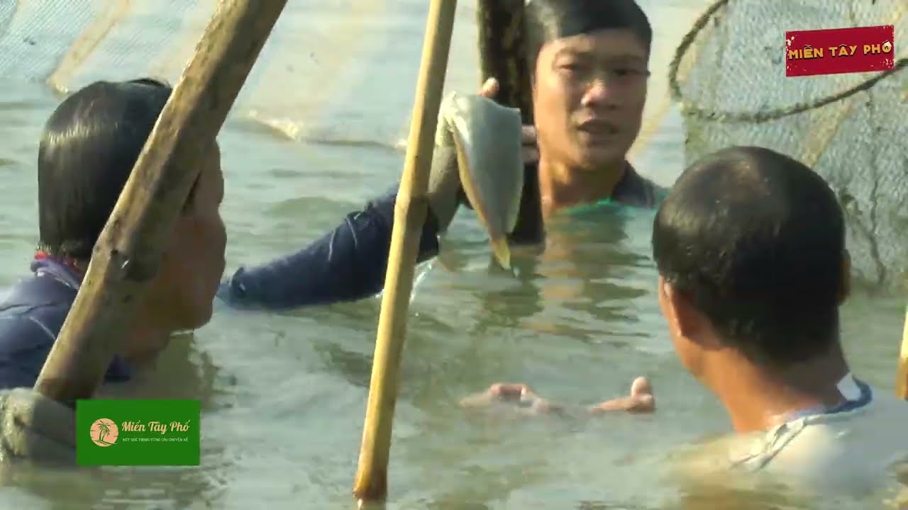 VÔ MÁNH VỚI ĐÓNG CHÀ GẦN 1 TẤN CÁ SÔNG_VỀ MIỀN TÂY ĐẶC SẢN CHỈ CÓ VẬY| Miền Tây Phố