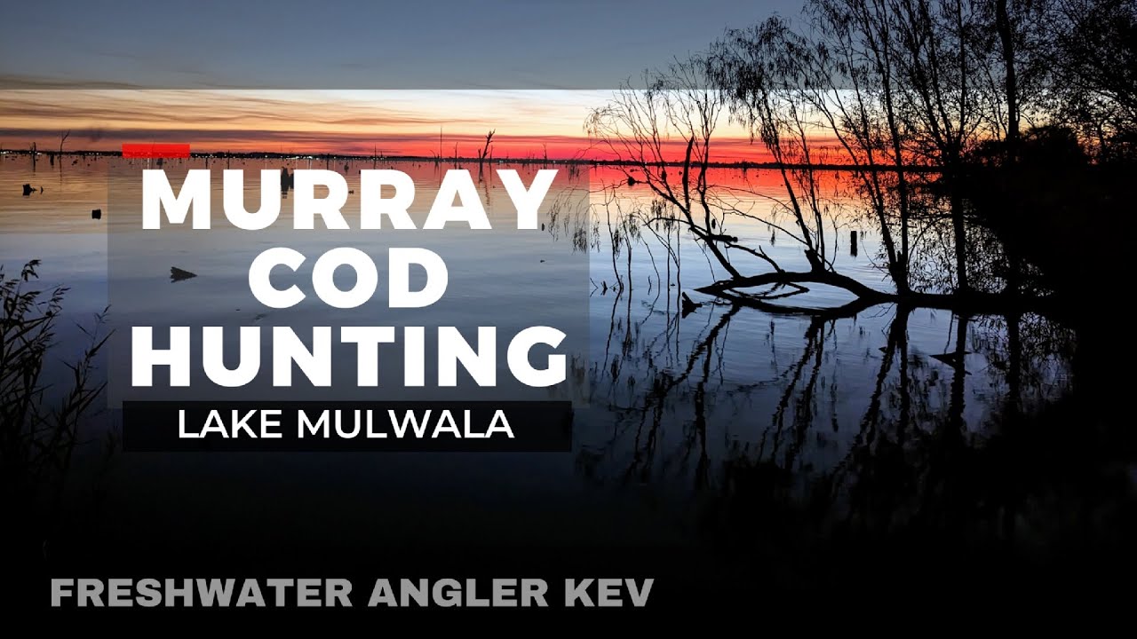 Lake Mulwala Murray Cod Fishing