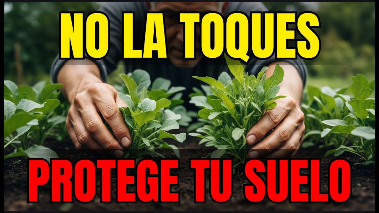 Cuando la Maleza se Convierte en Aliada (Sabiduría Olvidada)