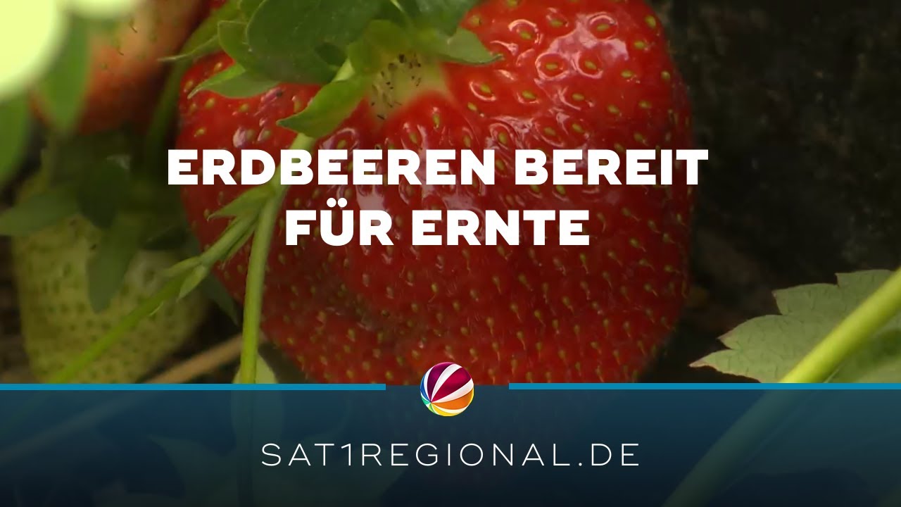 Heimische Erdbeeren früher reif: Ernte in Fuhlendorf hat begonnen