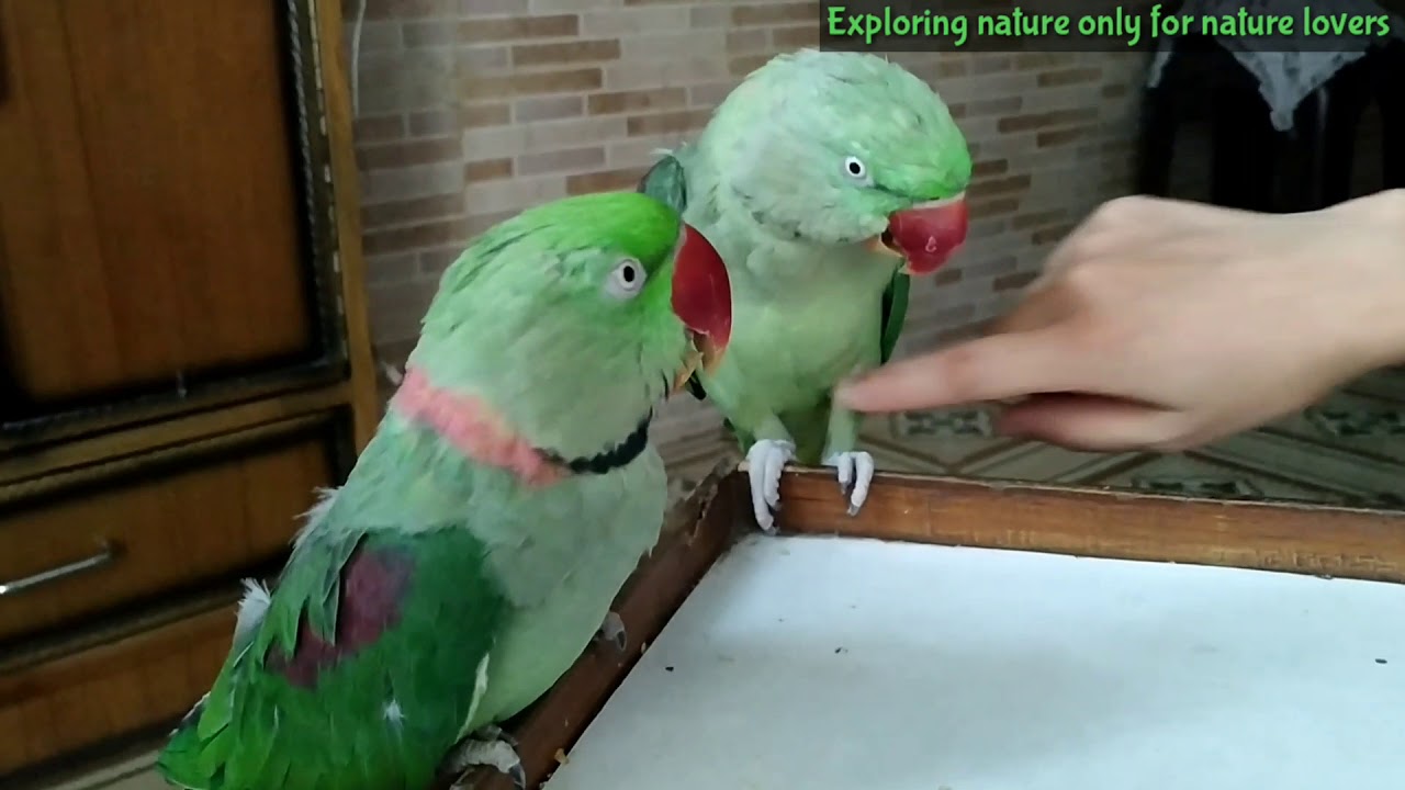Why parrot Bite | how your parrot will not bite you | parrot video in Hindi