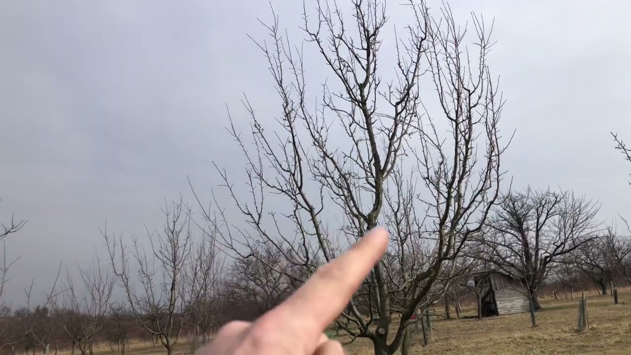 Jak na řez peckovin? Radkův sad
