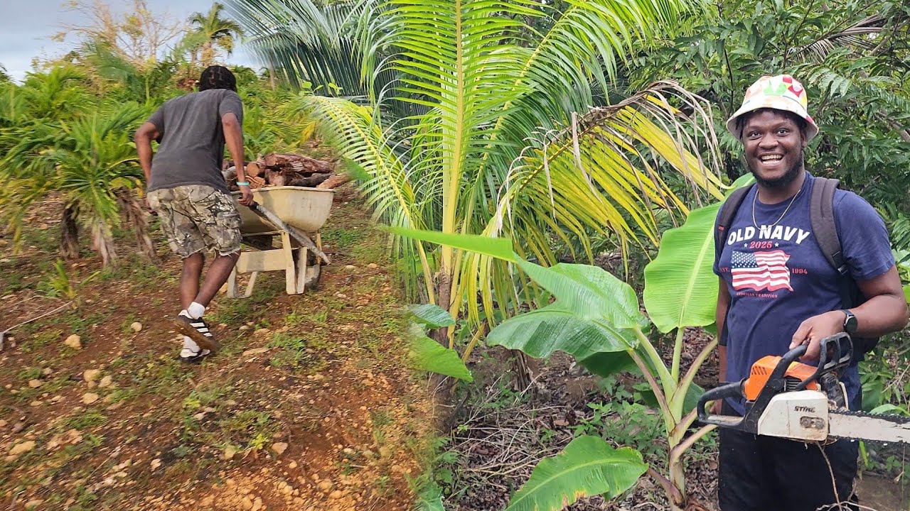 Jamaican boy turn American citizen🇺🇸 good friends link up | big palm 🌴 farming 