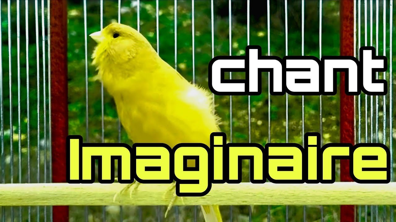 Meilleur chant canari timbrado l un super canari champion en 2025