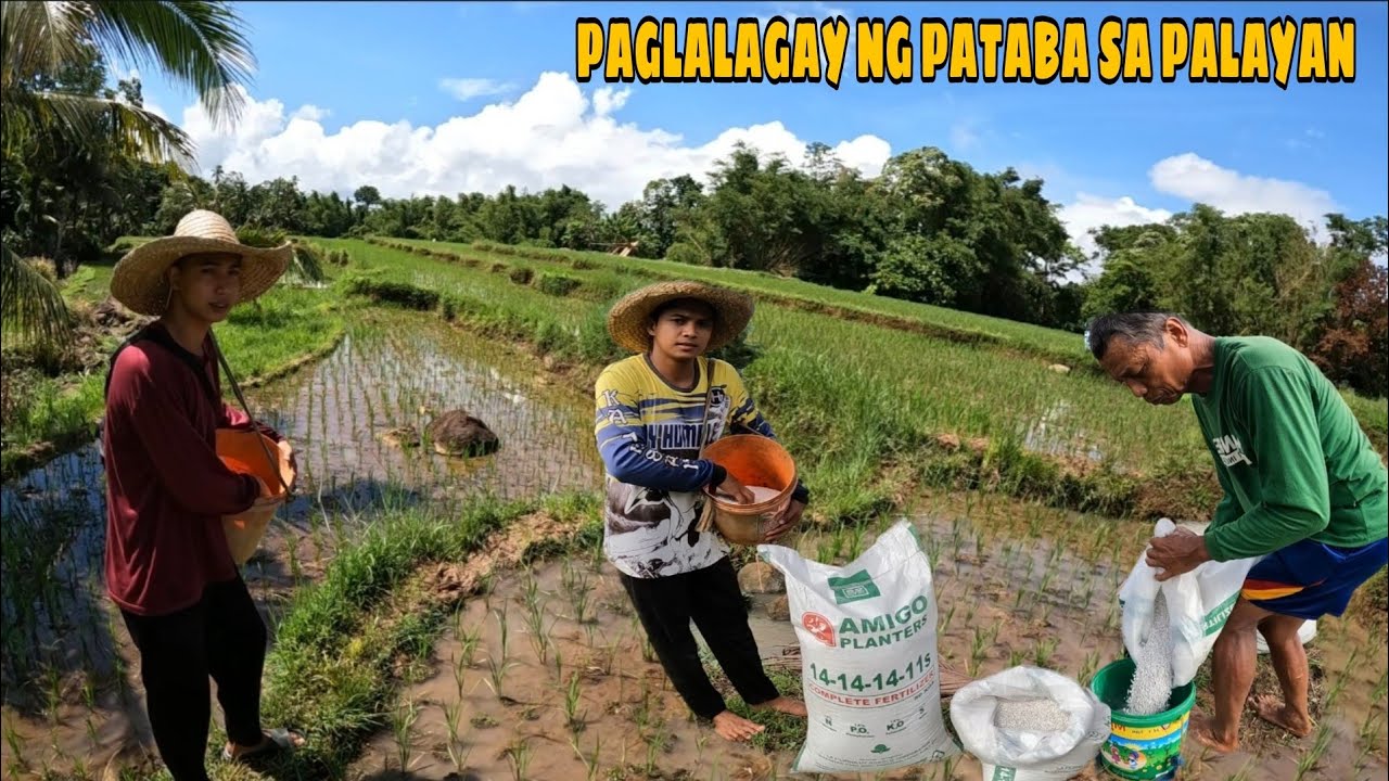 Unang pag sasabog ng Abono o pataba sa palayan natin kasama si tatay