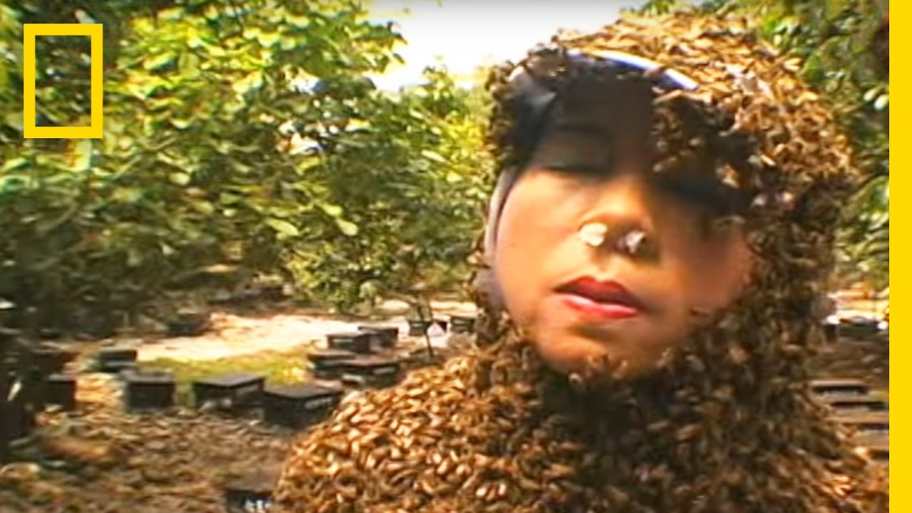 Bee Therapy | National Geographic