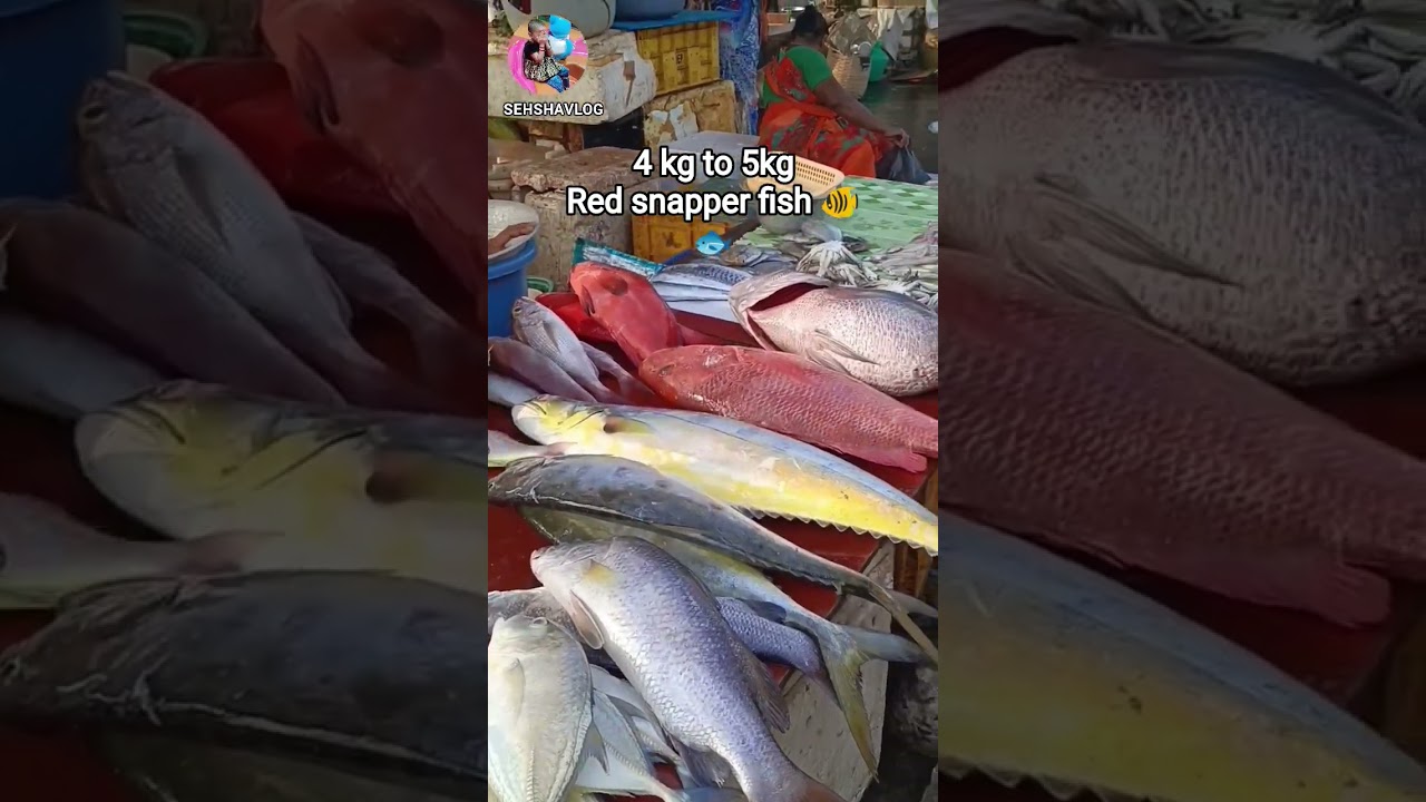 💥🐠 Chennai Fresh fish low price | Kasimedu fish market 