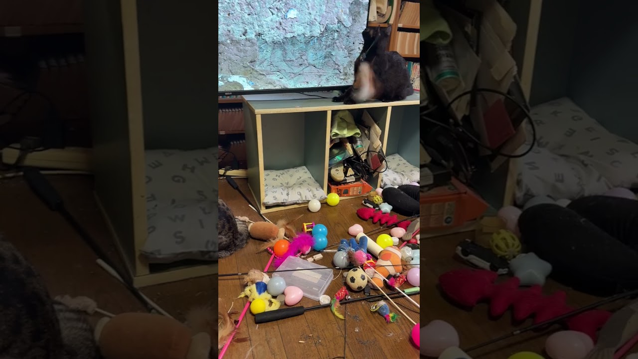 トカゲの動画vsネコ軍団の評価No 1のネコジャラシ。シャムネコの雫、黒猫の黒夢、三毛猫ミックスは、ジャラシ派