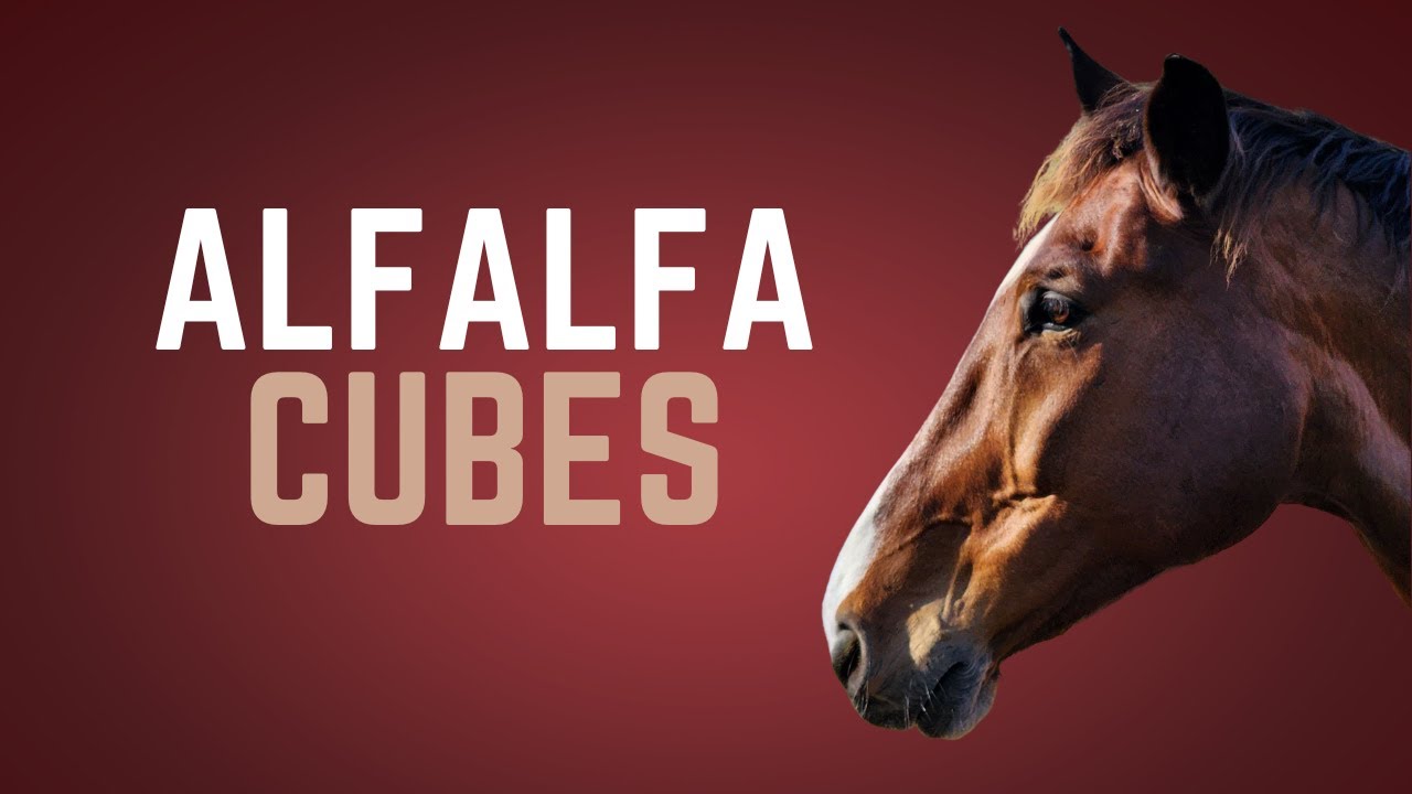 Feeding Horses Alfalfa Cubes