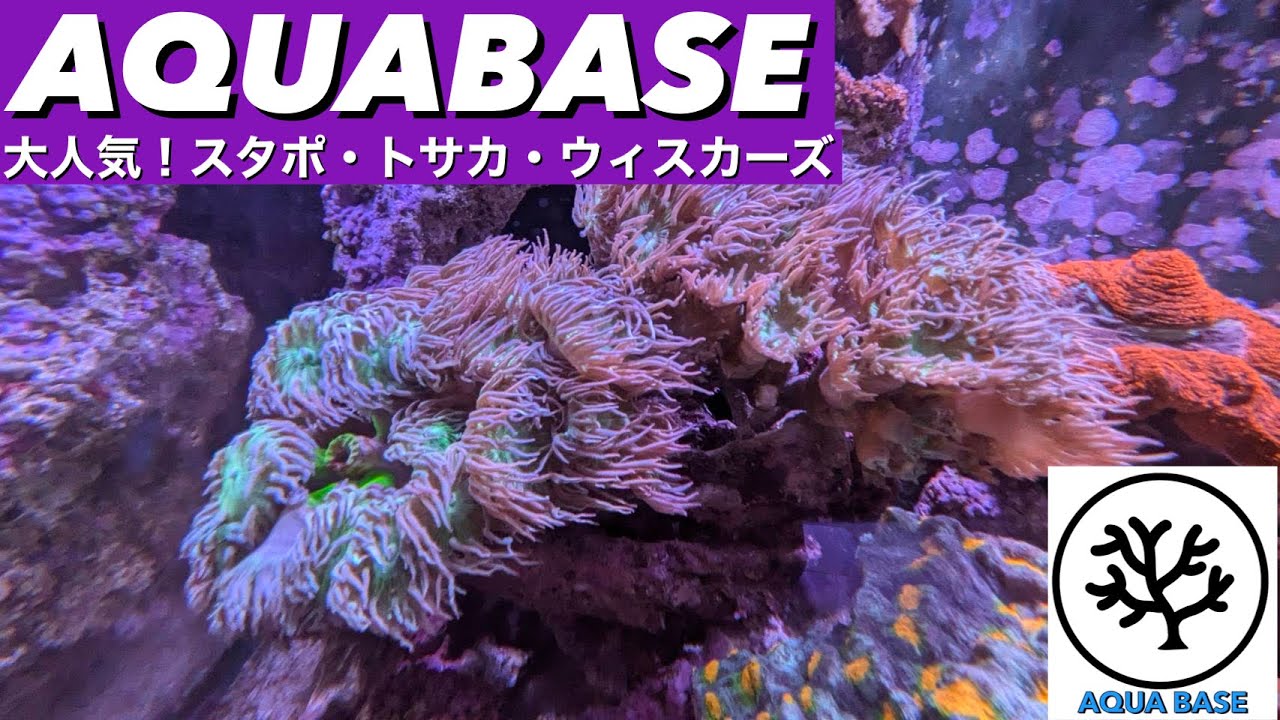 沖縄産スタポ・トサカ・ウィスカーズコーラルおすすめを紹介！　横浜にあるサンゴ専門店　AQUABASE