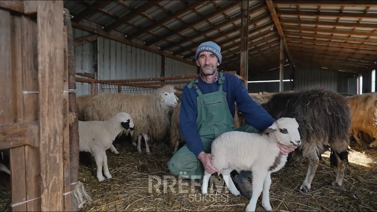Familja nga Llabjani i Pejës kujdeset për 140 krerë dele autoktone “Bardhoka” ofrojnë mazë e djath