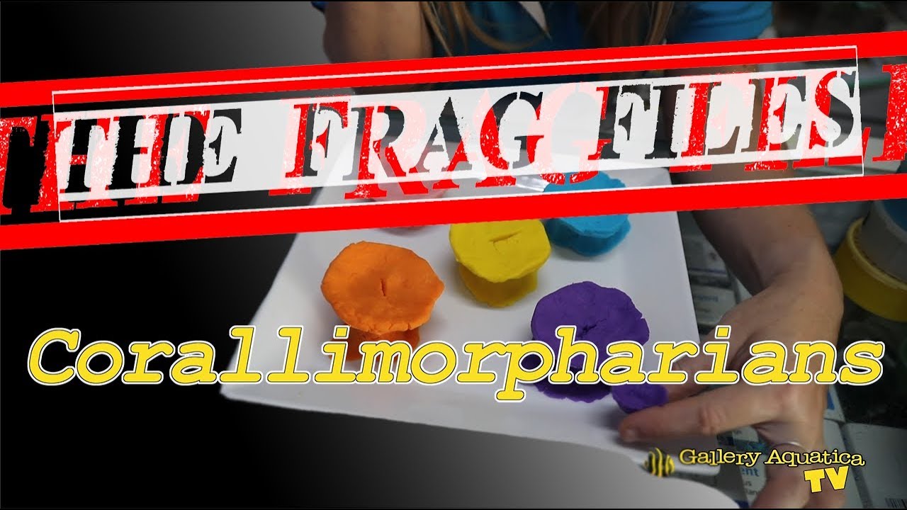 Архив фрагментов: Кораллиморфарии --- Галерея Aquatica TV